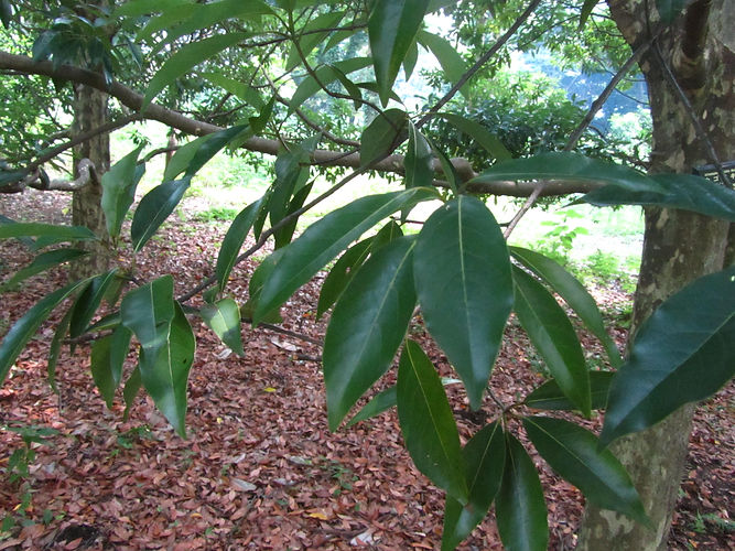 IMG_2203 (Populus tremuloides).jpg