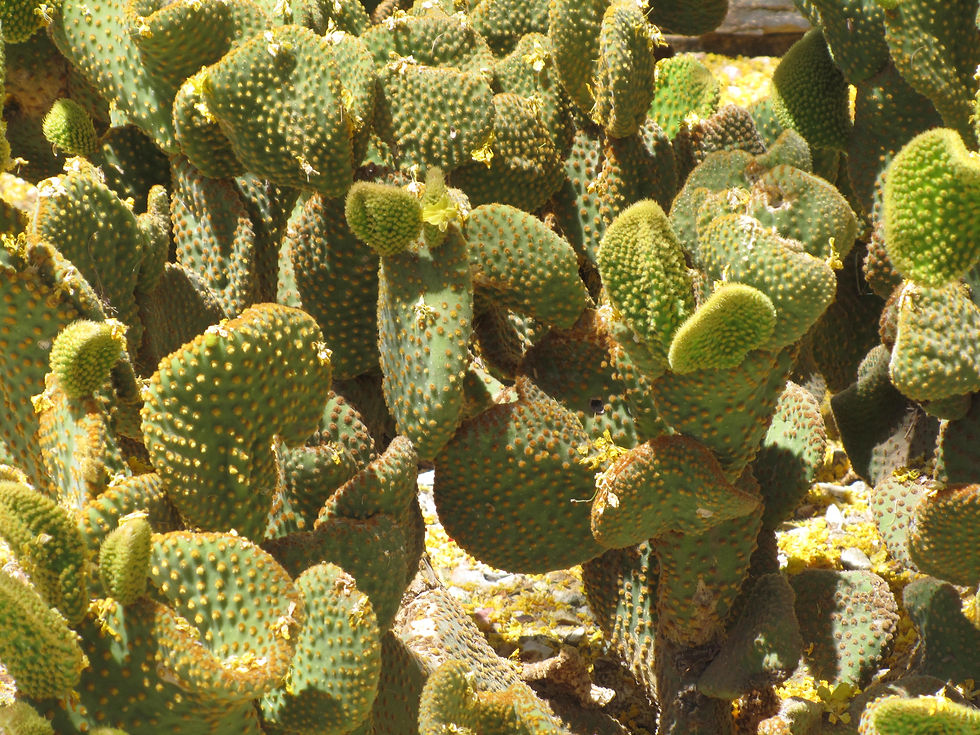 Opuntia microdasys 'Monstrose'