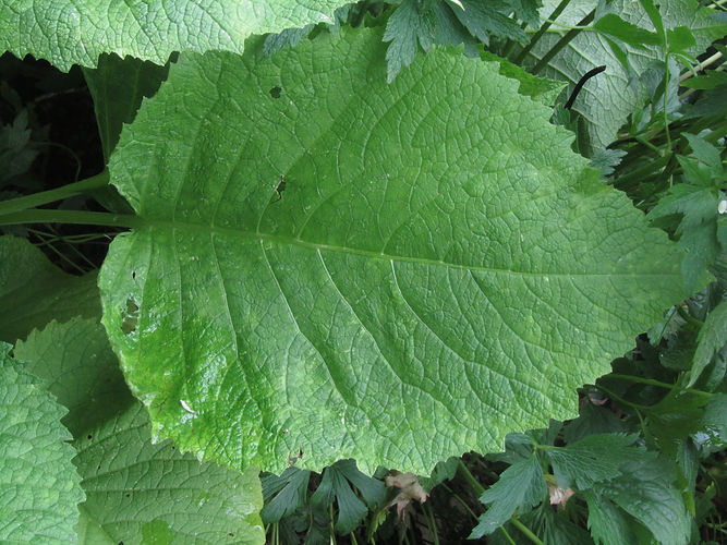 IMG_2203 (Populus tremuloides).jpg