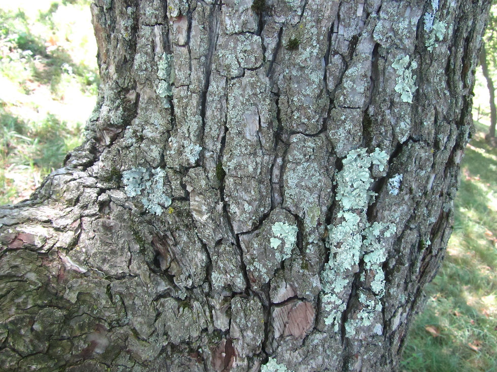 Pyrus ussuriensis 'Shu-li'