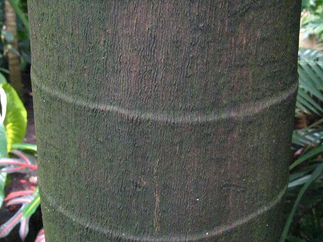 IMG_2203 (Populus tremuloides).jpg