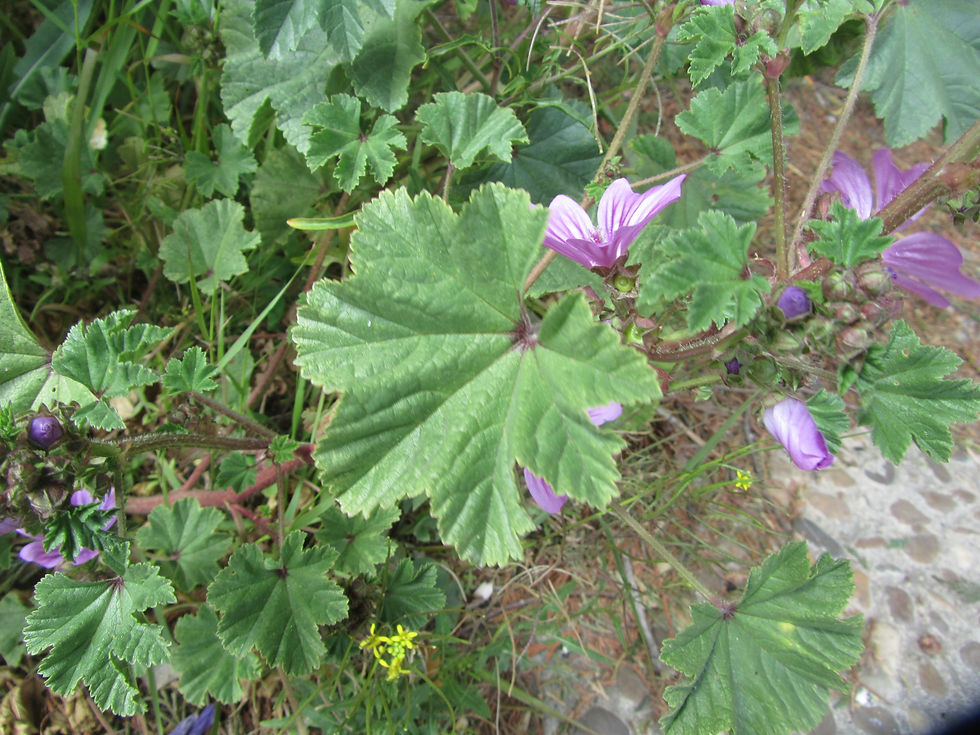Malva sylvestris