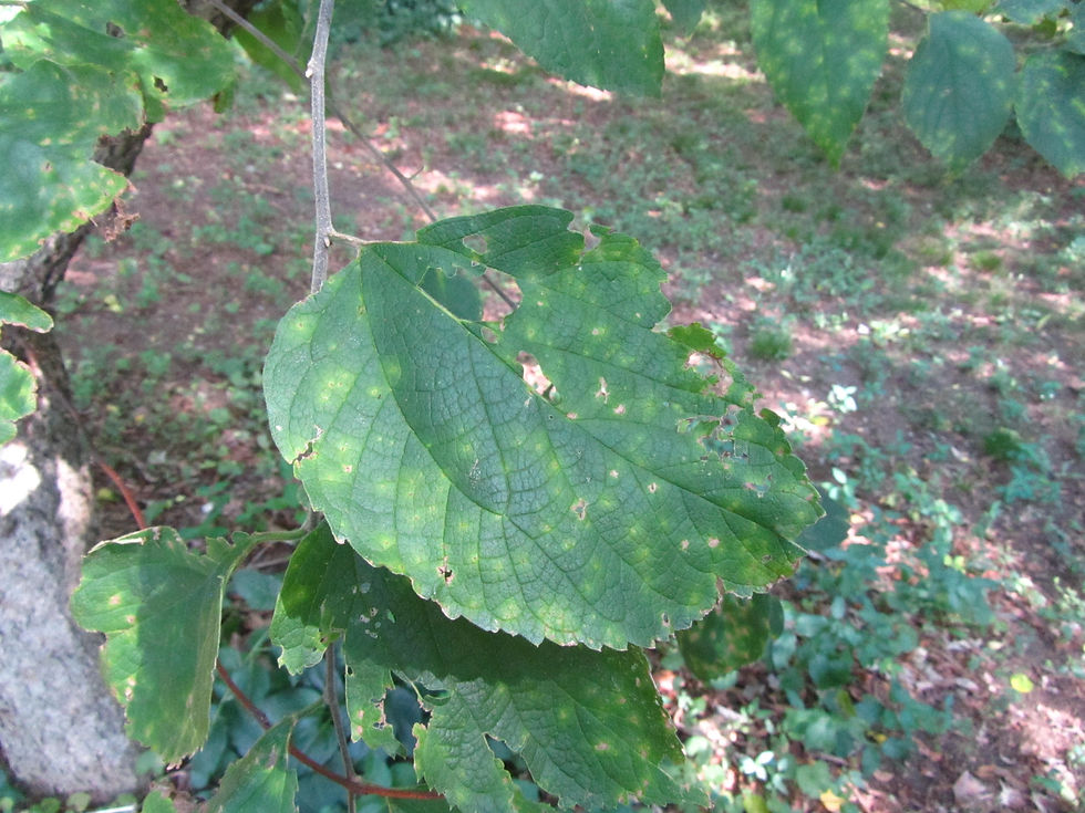 Celtis tenuifolia