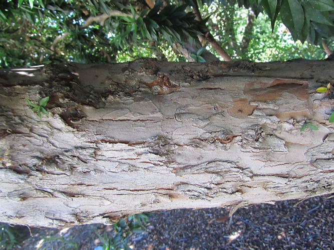 IMG_2203 (Populus tremuloides).jpg