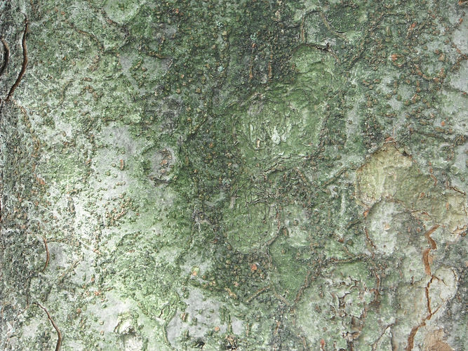 IMG_2203 (Populus tremuloides).jpg