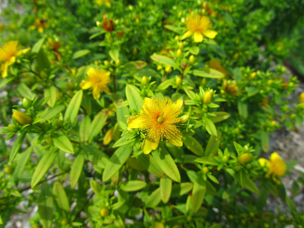 Hypericum prolificum