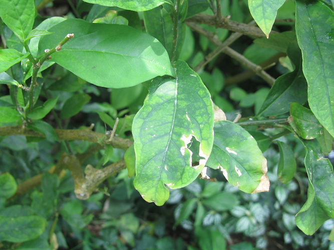 IMG_2203 (Populus tremuloides).jpg