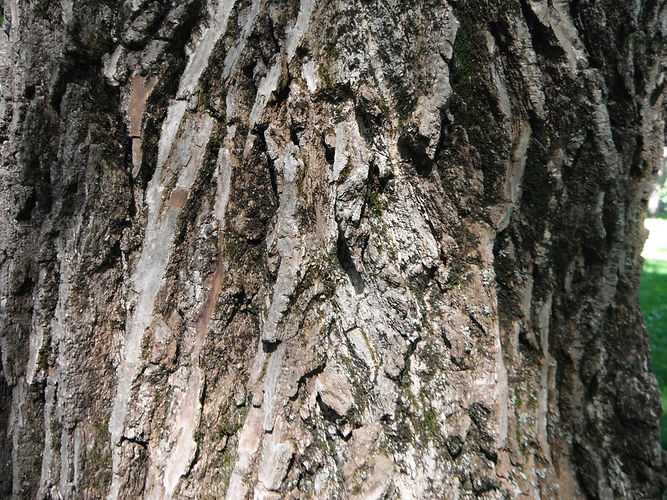 IMG_2203 (Populus tremuloides).jpg