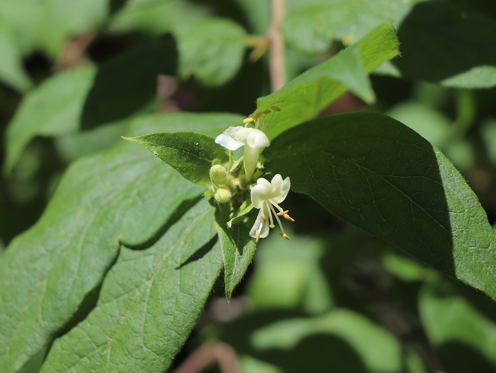 Lonicera ferdinandi