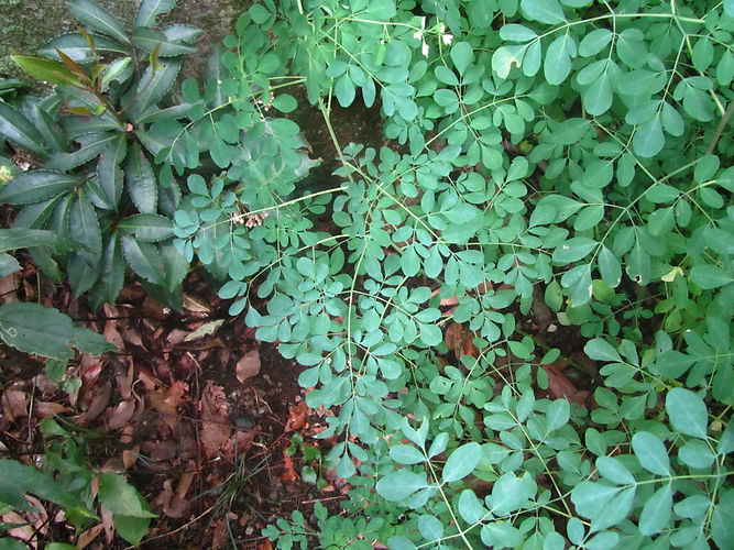 IMG_2203 (Populus tremuloides).jpg