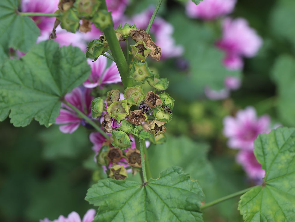 Malva sylvestris