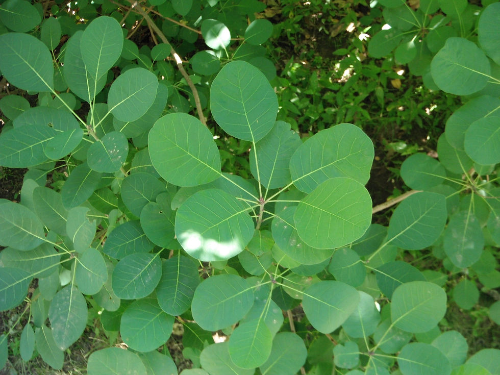 Cotinus coggygria