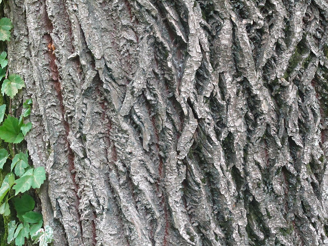 IMG_2203 (Populus tremuloides).jpg