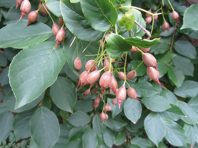 IMG_2203 (Populus tremuloides).jpg