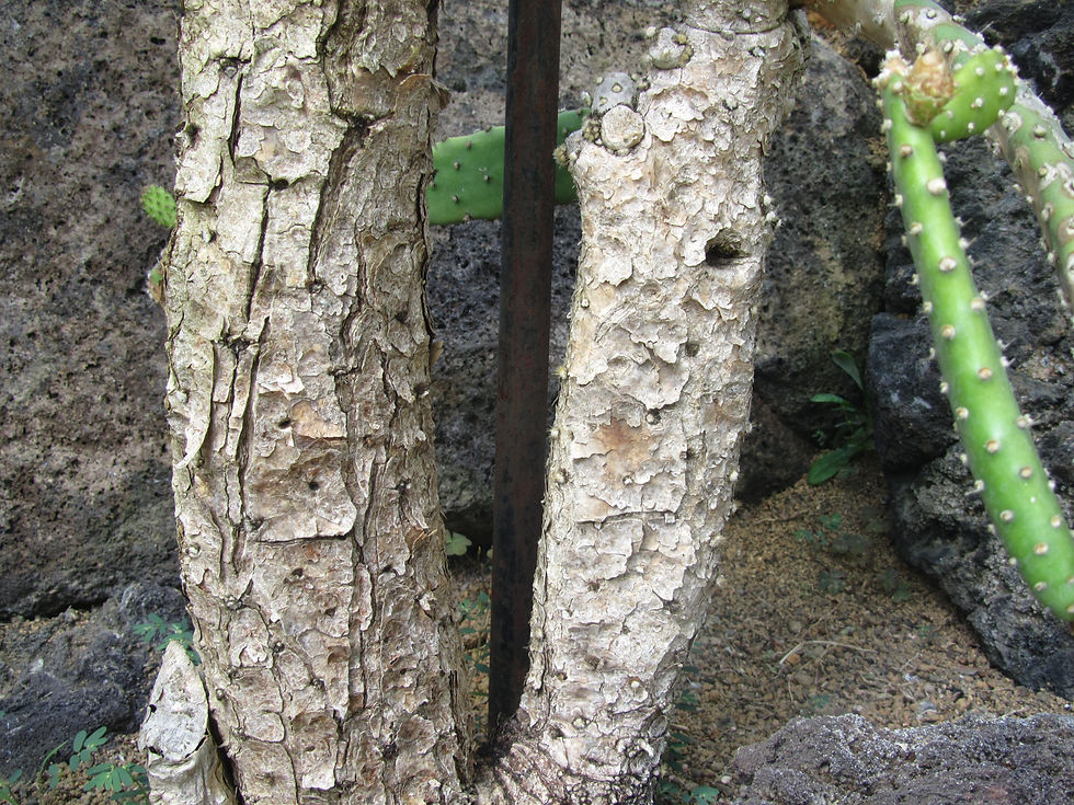 Brasiliopuntia schickendantzii