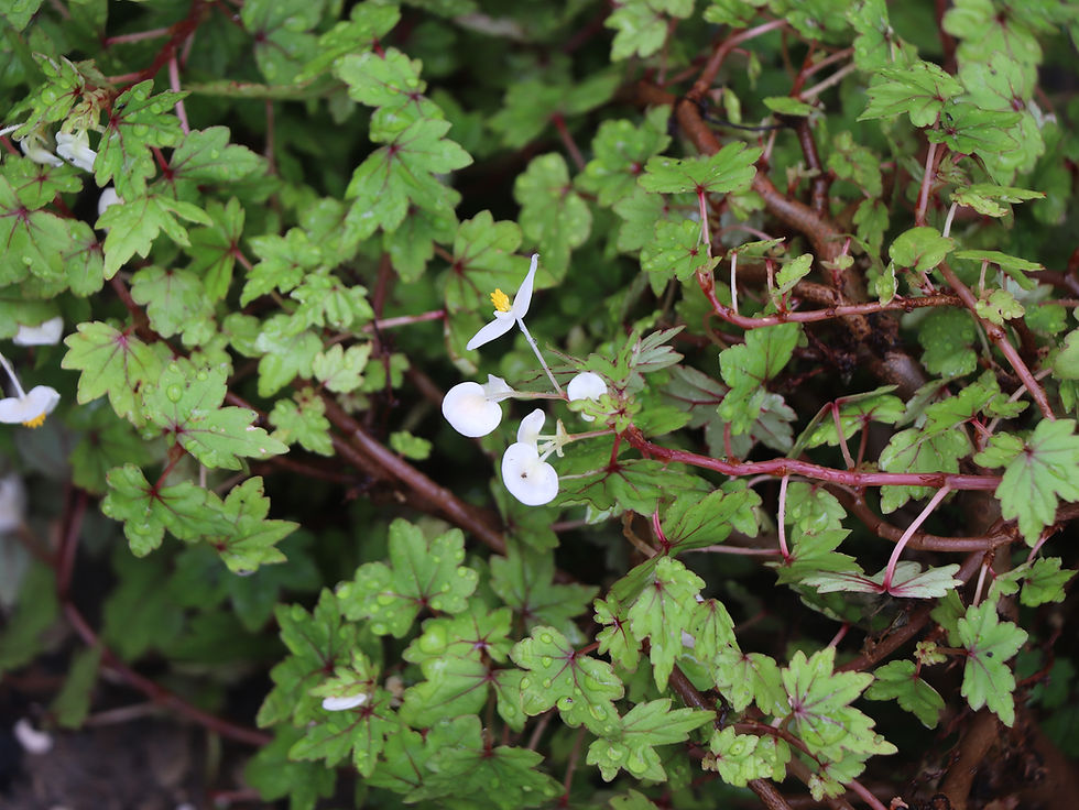 Begonia dregei