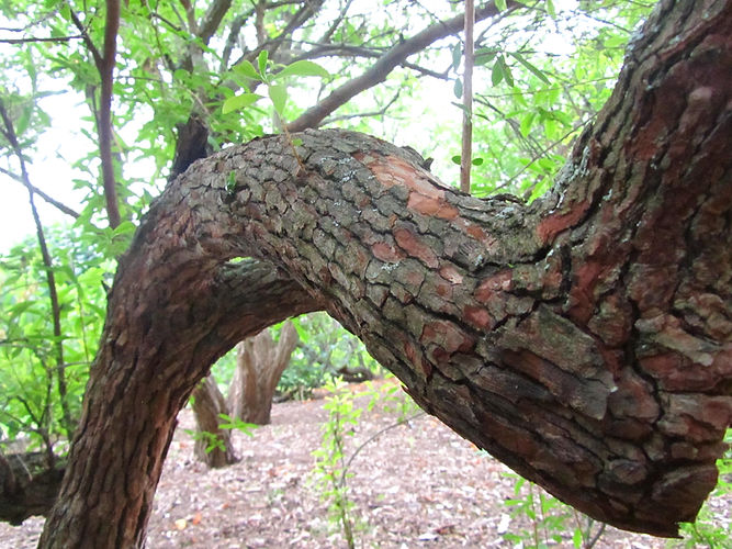 IMG_2203 (Populus tremuloides).jpg