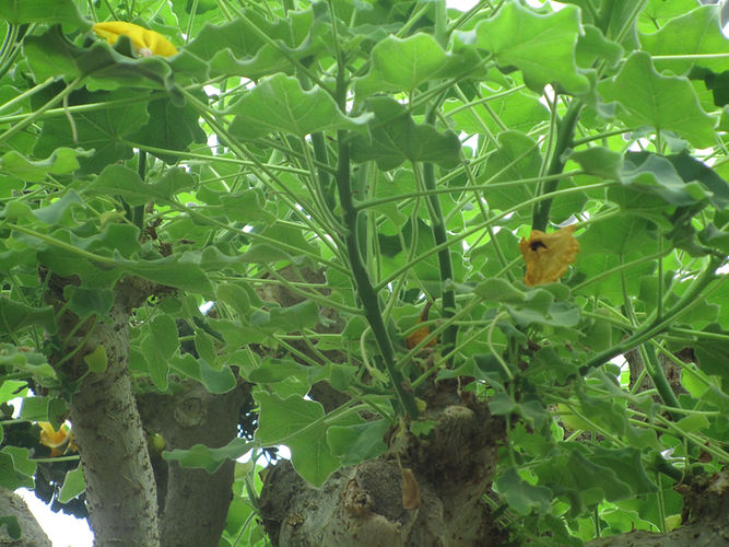 IMG_2203 (Populus tremuloides).jpg