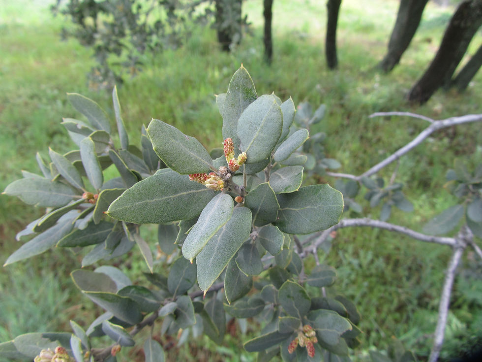 Quercus rotundifolia