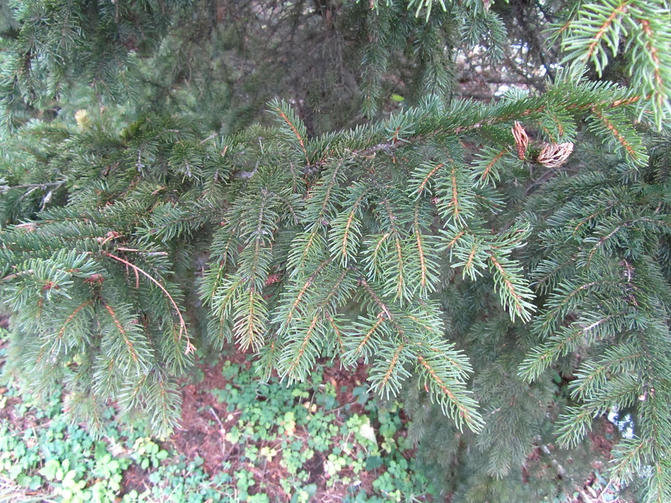Picea rubens