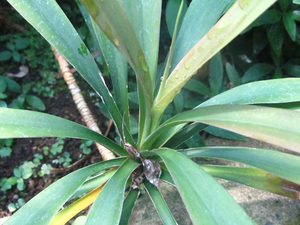 Dracaena thalioides