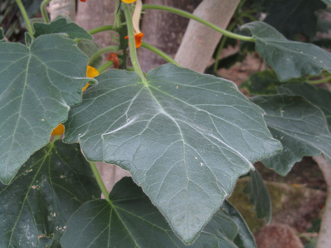 IMG_2203 (Populus tremuloides).jpg