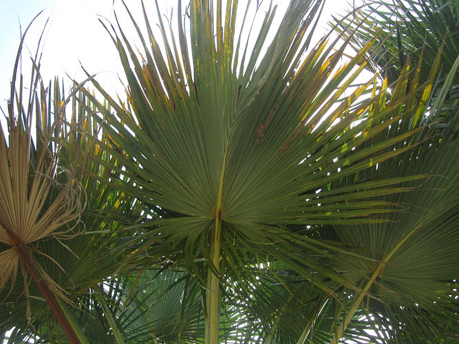 IMG_2203 (Populus tremuloides).jpg