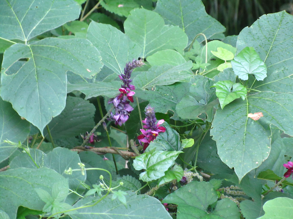 Pueraria montana