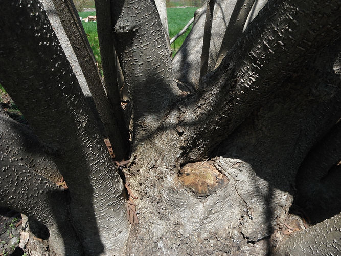 IMG_2203 (Populus tremuloides).jpg