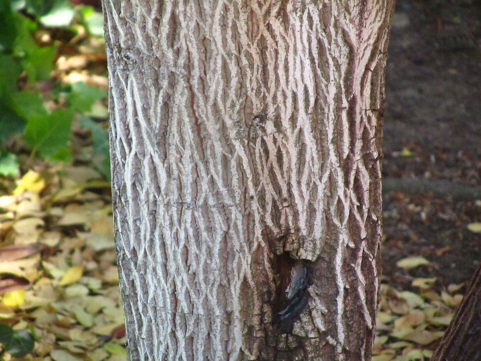 Rhamnus alaternus