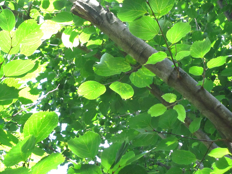 Celtis koraiensis