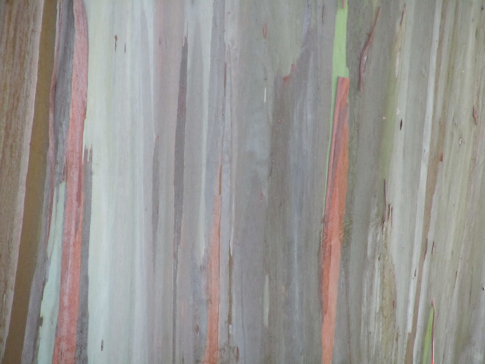 Eucalyptus deglupta