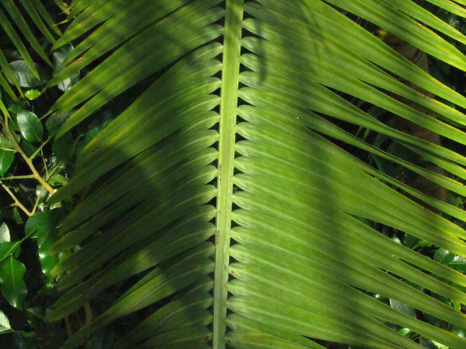 IMG_2203 (Populus tremuloides).jpg
