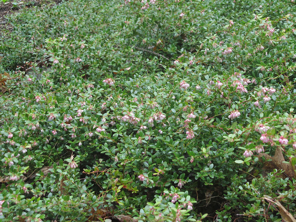 Gaylussacia brachycera