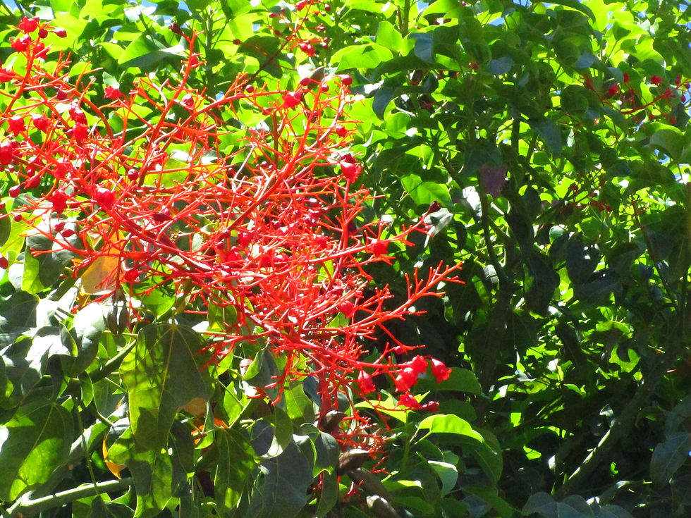 Brachychiton acerifolius