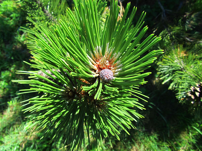 IMG_2203 (Populus tremuloides).jpg