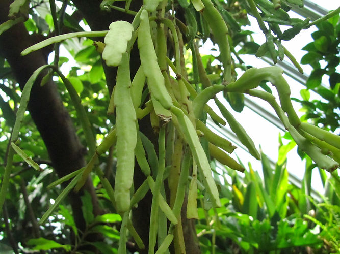 IMG_2203 (Populus tremuloides).jpg