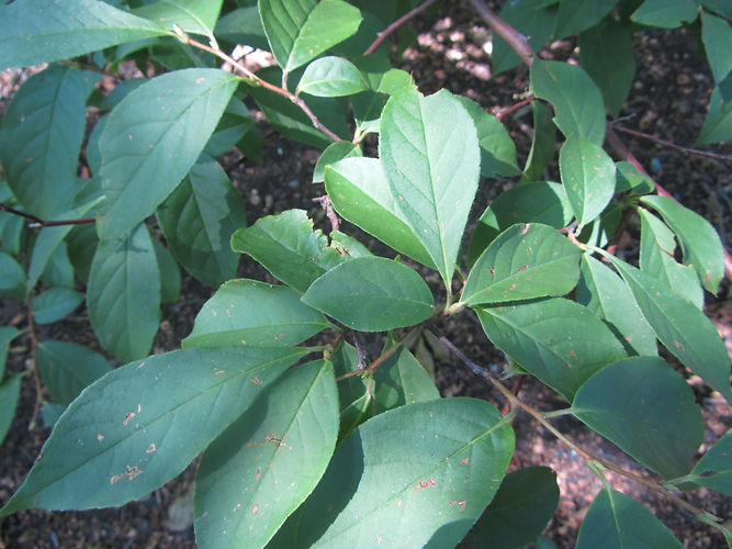IMG_2203 (Populus tremuloides).jpg