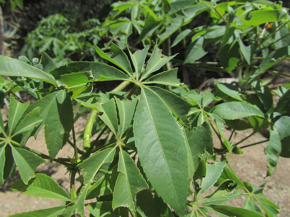 Ceiba speciosa