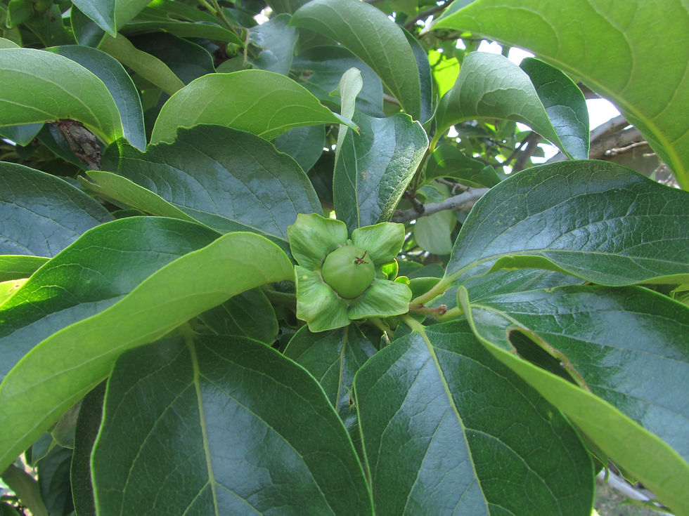 Diospyros kaki