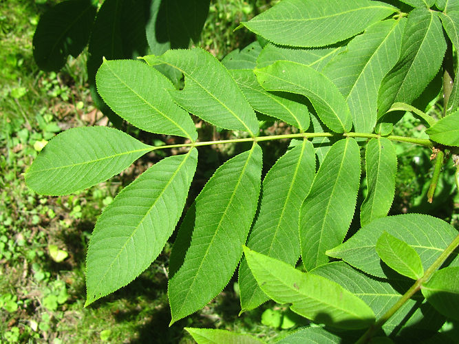 IMG_2203 (Populus tremuloides).jpg