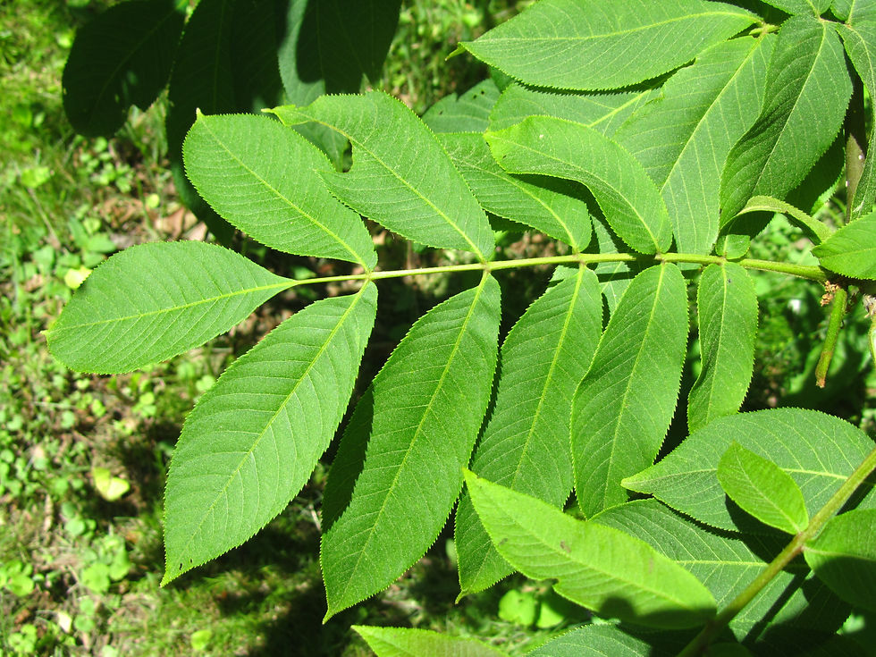 Pterocarya macroptera var. insignis