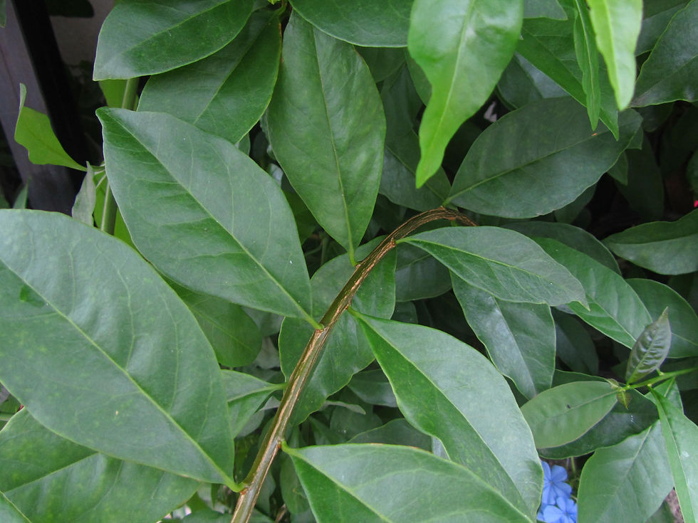 Plumbago auriculata