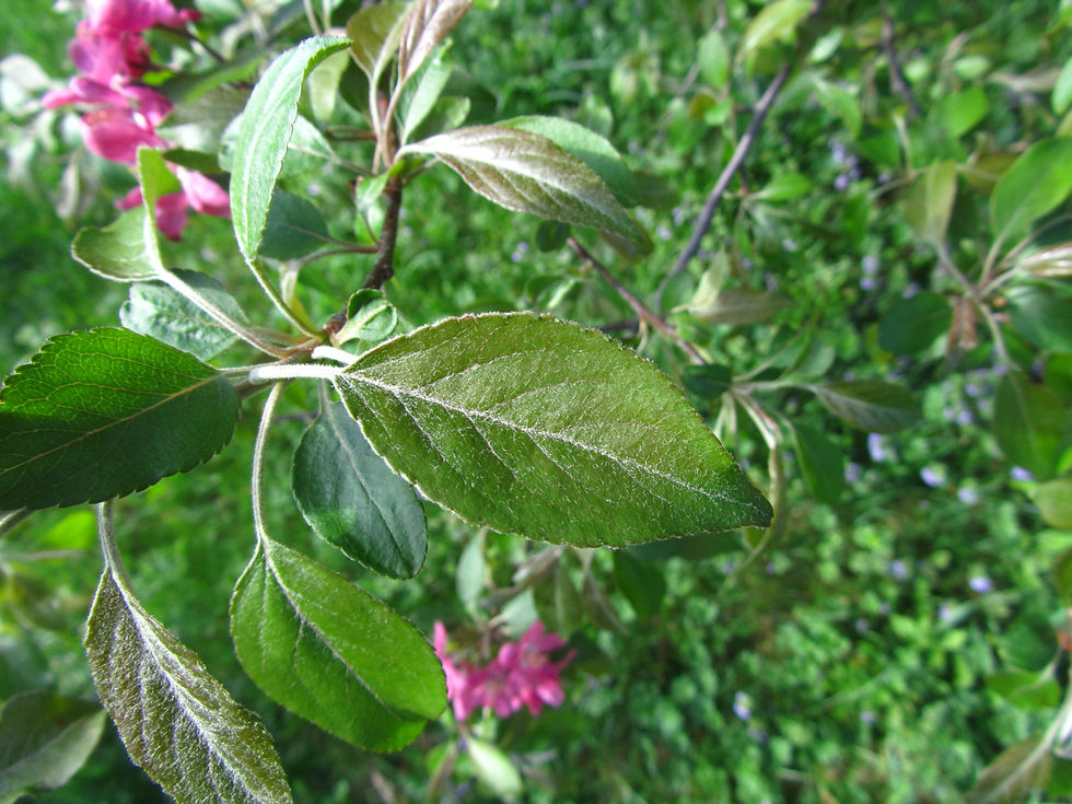 Malus x purpurea