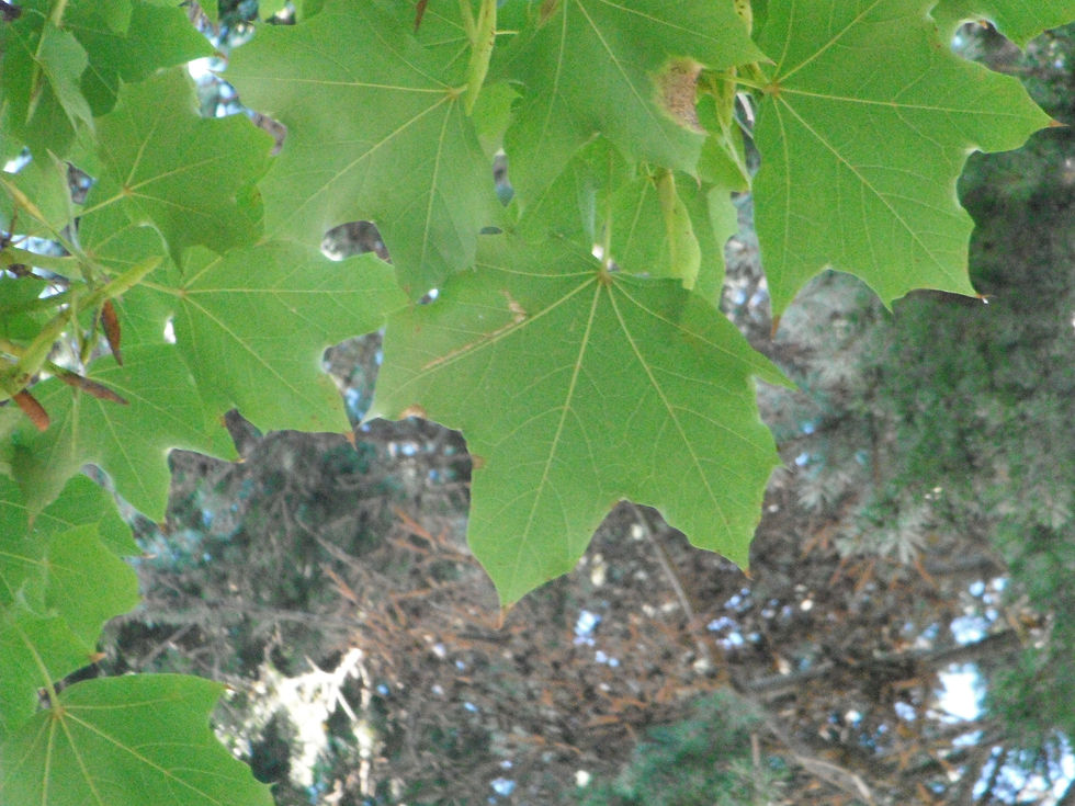Acer saccharum ssp. nigrum