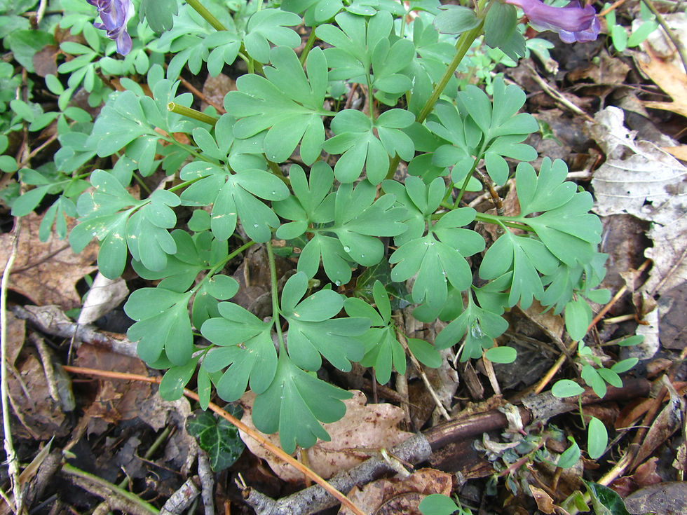 Corydalis solida