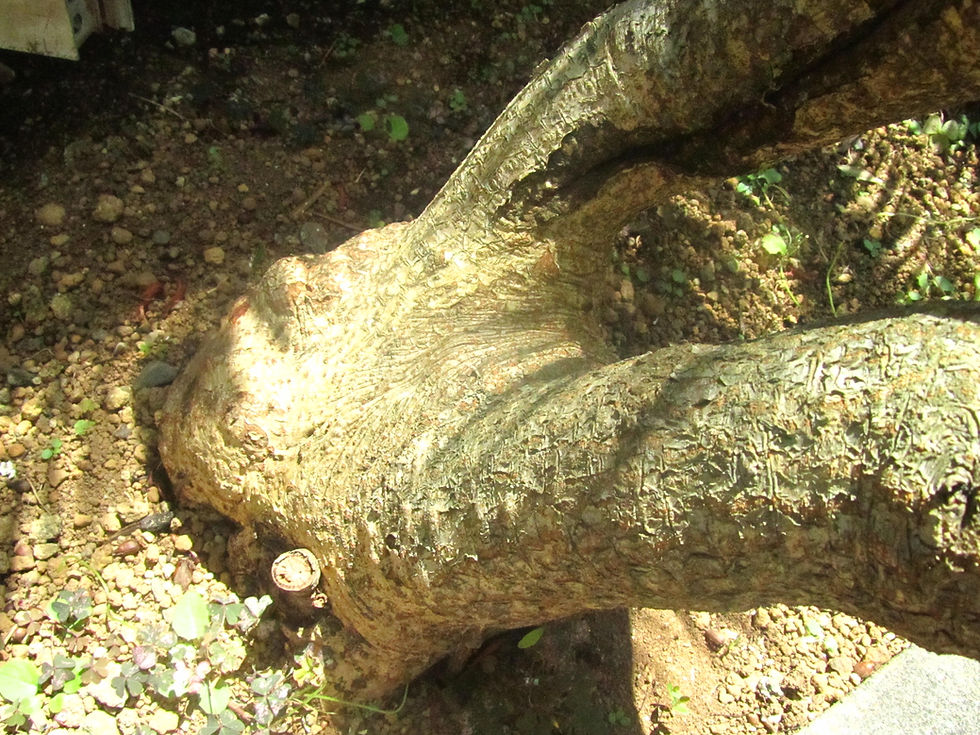 Telopea speciosissima