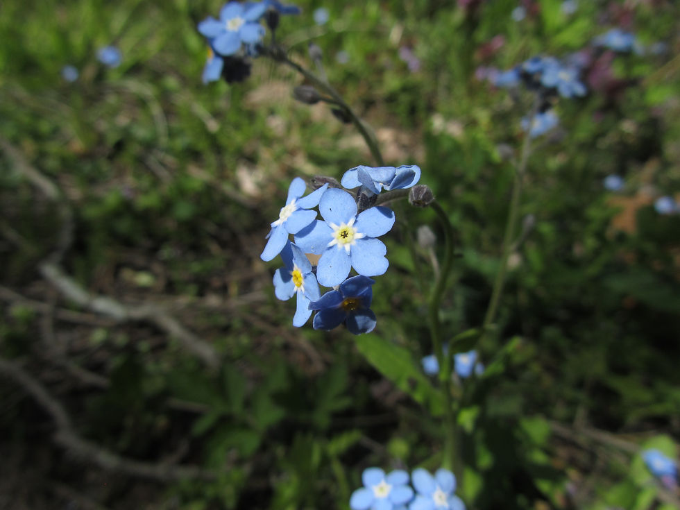 Myosotis sylvatica