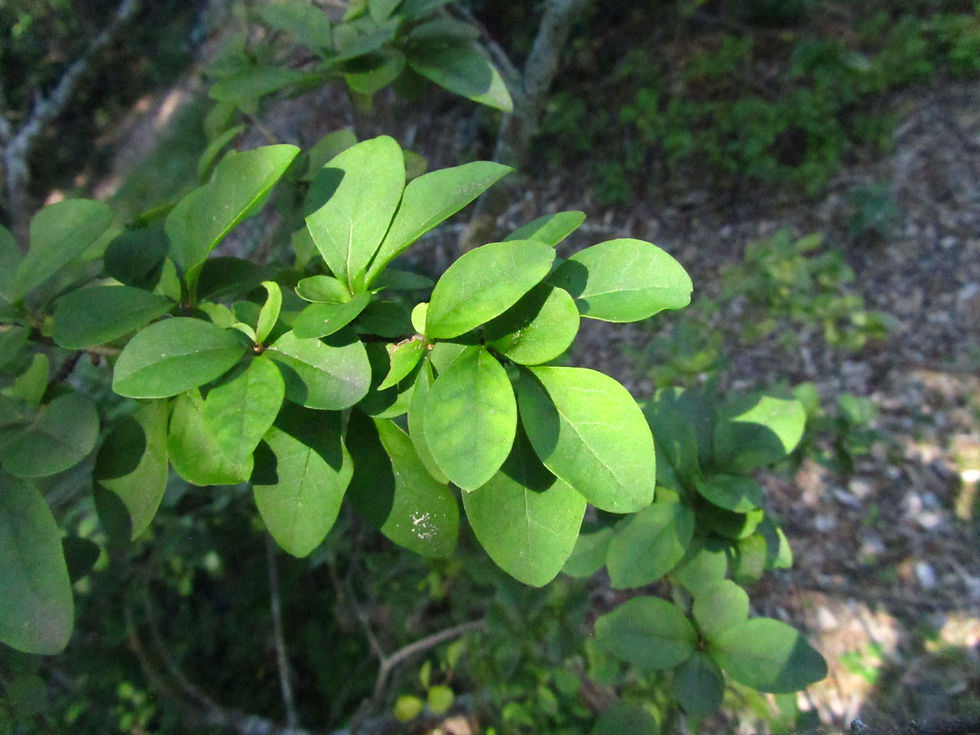 Ligustrum compactum
