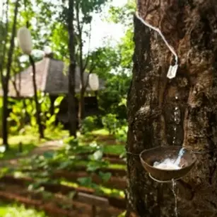 Таиланд: добыча каучука в Six Senses Yao Noi